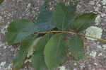 Mockernut hickory